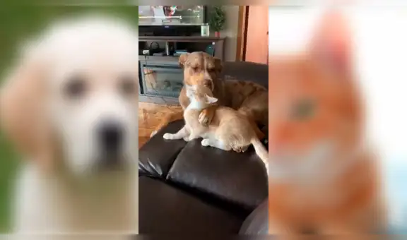 Instala cámara de seguridad en su casa y descubre lo que su perro y gato hacen en su ausencia [VIDEO]