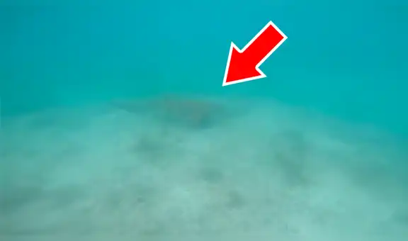 YouTube viral: hambriento tiburón se acerca a hombre y este hace algo impensado para ahuyentarlo [VIDEO] 