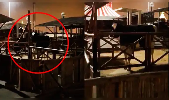 Facebook: Denuncian maltrato animal en un conocido centro comercial de Chorrillos [VIDEO]