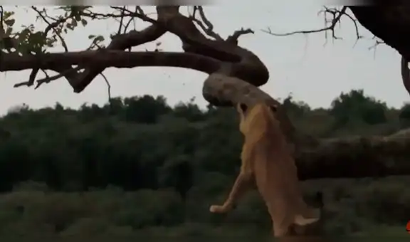 Travieso león sufre aparatosa caída al intentar bajar de un enorme árbol [VIDEO]
