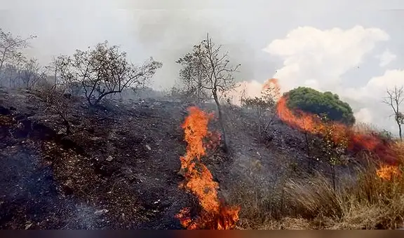 Cinco incendios forestales soportó región de Cusco 