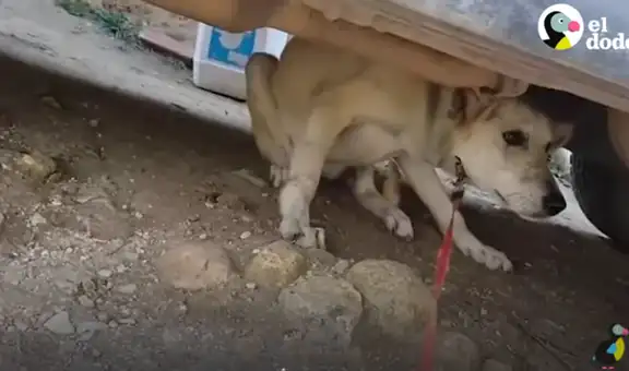 Joven adopta a perrita callejera abandonada en el veterinario, la cura y ahora luce distinta [VIDEO]