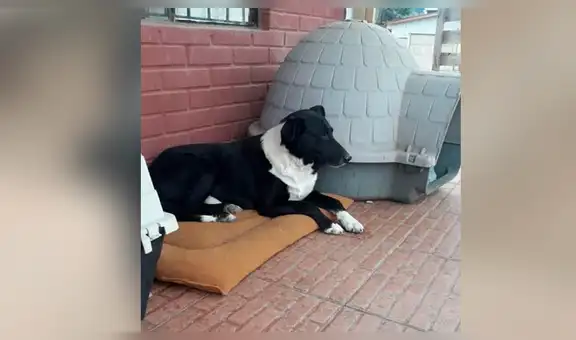 Mujer es admirada por rescata a perro callejero en lastimosas condiciones, lo cura y luce increíble cambio [FOTOS]
