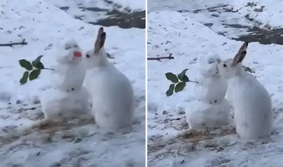 Mujer capta a conejo comiendo la nariz de zanahoria de su muñeco de nieve