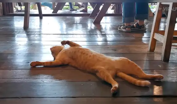 YouTube viral: gata causa furor en redes con su peculiar forma de descansar en un restaurante [VIDEO]