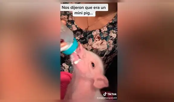 Creyó que había adoptado a un ‘mini pig’ y al poco tiempo descubrió increíble verdad [VIDEO]