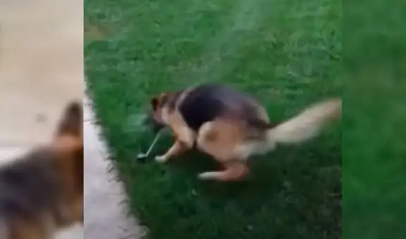 Valiente pastor alemán protege a su pequeño dueño de un “malévolo” aspersor de agua [VIDEO]