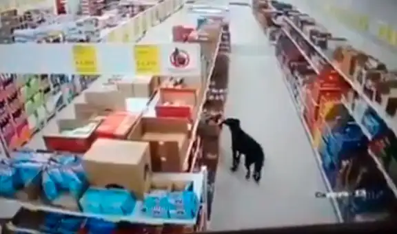 Perro entra a una tienda y se lleva una bolsa de comida a escondidas