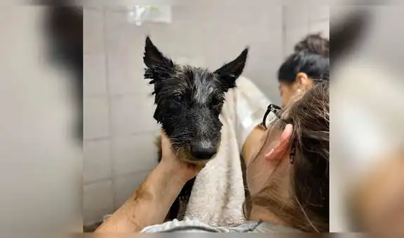 Encuentran a perrita callejera cubierta de brea, la rescatan y hoy luce totalmente distinta [FOTOS]