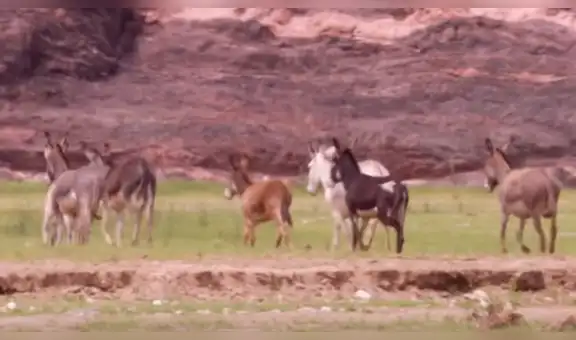 Voraces leones acorralan a rebaño de burros y tienen trágico final que conmueve a miles [VIDEO]