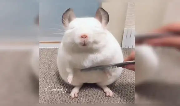 YouTube viral: chinchilla blanca adora que la acicalen y la comparan con Luis Miguel de JB [VIDEO] 