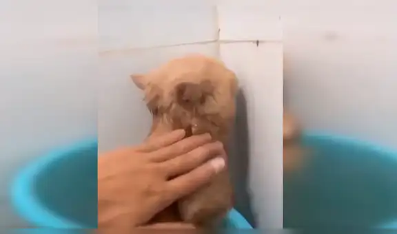 Chico obliga a su gato a bañarse y mascota reacciona de forma inesperada [VIDEO]