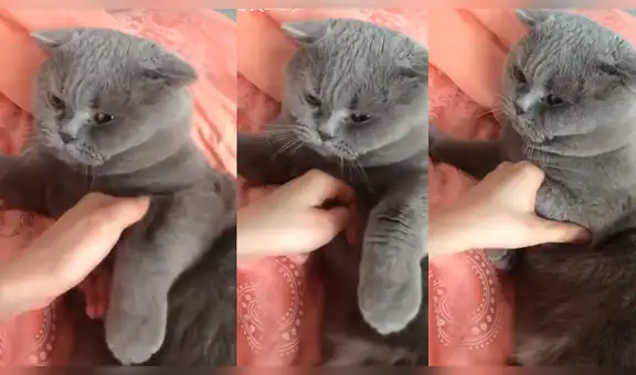 Facebook: gato se resiente con su dueña y tiene inesperada reacción ante sus caricias [VIDEO]