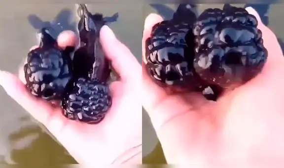 Facebook: descubren a pez morado con espeluznante apariencia en un río de Japón [VIDEO]