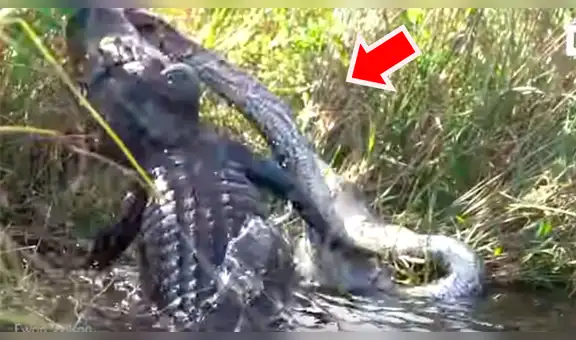 Hambriento cocodrilo y voraz pitón tienen batalla a muerte y terrible final sorprende a miles [VIDEO] 