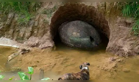 Luce como el fósil de un ‘huevo de dinosaurio’, pero era una rara criatura [FOTOS]