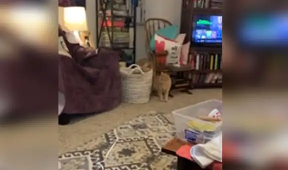 Gato espera que su ‘amigo’ pase por su lado para ‘asustarlo’ y escena divierte a usuarios [VIDEO]