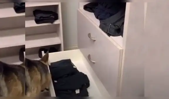 Perro ayuda a su dueña con los quehaceres de la casa y sorprende con su destreza [VIDEO]