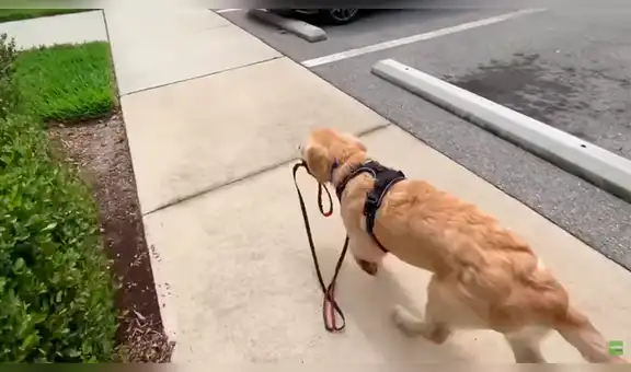 Perro harto de que su dueño no lo saque a pasear, coge su correa y lo hace él mismo [VIDEO]