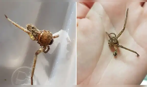 Encuentra a una araña sin patas en su casa y la cuida hasta que se recupera [VIDEO]