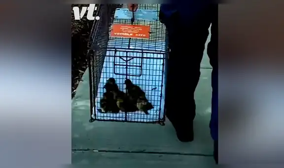 Mamá pata sufre porque sus crías caen en una alcantarilla y ruega a transeúntes para que la ayuden [VIDEO]