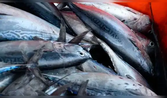 Alerta en Brasil por presencia de mercurio en peces para el consumo humano