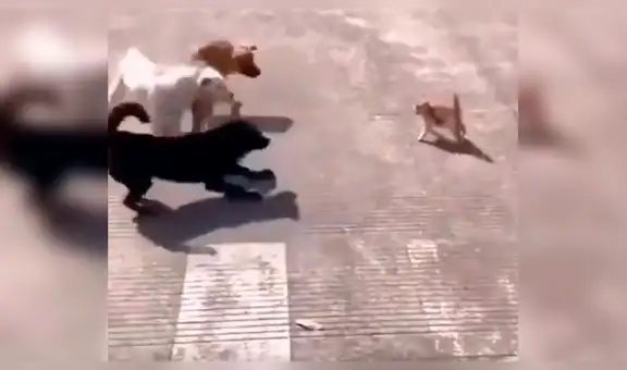 Perros intentaron atacar a gato callejero, pero este les muestra quién manda [VIDEO]