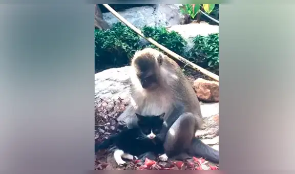Mono adopta a un gato que ingresó a su recinto y turistas graban tierno momento [VIDEO]