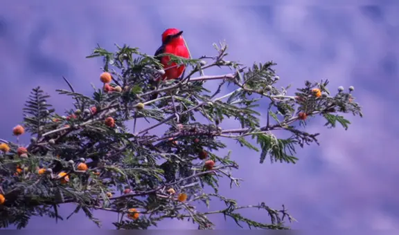 Conociendo nuestras aves