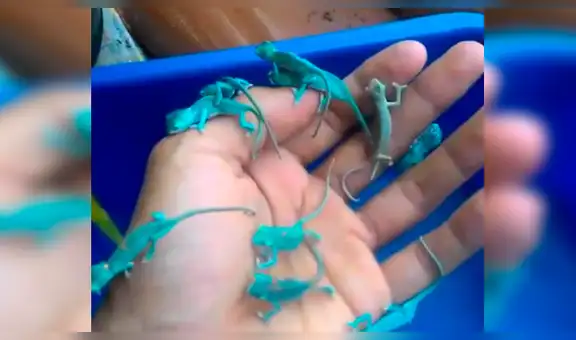 Joven encuentra camaleones bebé, los agarra con su mano y ocurre algo asombroso [VIDEO]