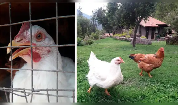 Gallinas pasan sus días en una mansión tras ser rescatadas de un matadero en Cusco [FOTOS]