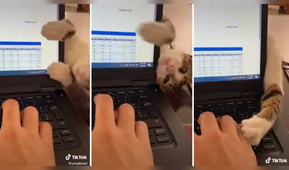 Gatito no soporta que su dueño no juegue con él y trata de llamar su atención mientras trabaja [VIDEO]