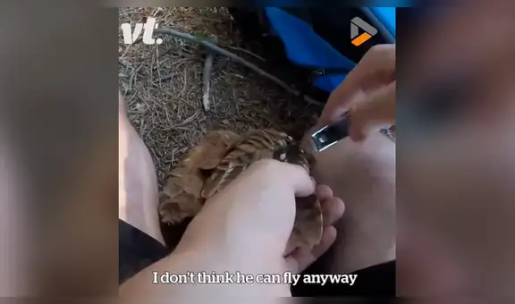 Joven se topa con búho atrapado en una mortal trampa y hace lo imposible para socorrerlo [VIDEO]