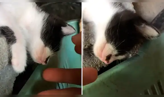 Pensó que su tierno gato estaba muerto, lo intenta abrazar y descubre la insólita verdad [VIDEO] 
