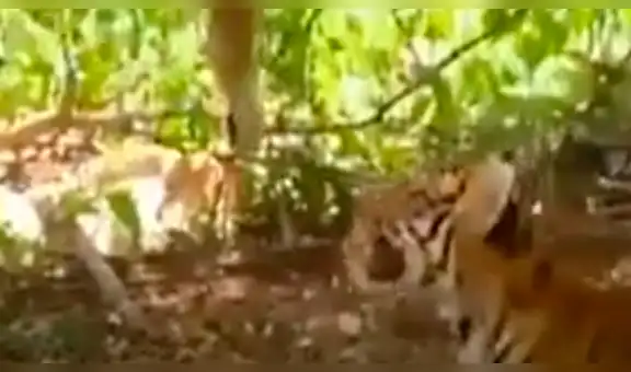 YouTube viral: dos tigres son golpeados por un mono que los hace perder la paciencia [VIDEO]