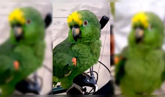 Hombre pasea a su loro por la ciudad y este habla sin parar asombrando a transeúntes [VIDEO]
