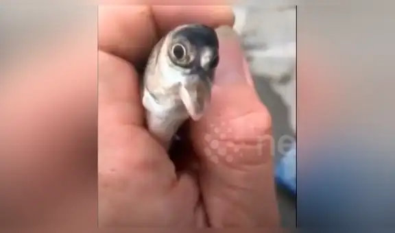 Pescador captura a extraño pez con ‘pico’ de pájaro y su inusual mutación genera asombro [VIDEO]