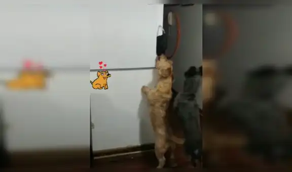 Perrito corre a buscar la mascarilla de su dueño al ver que se había olvidado de ella antes de salir [VIDEO]