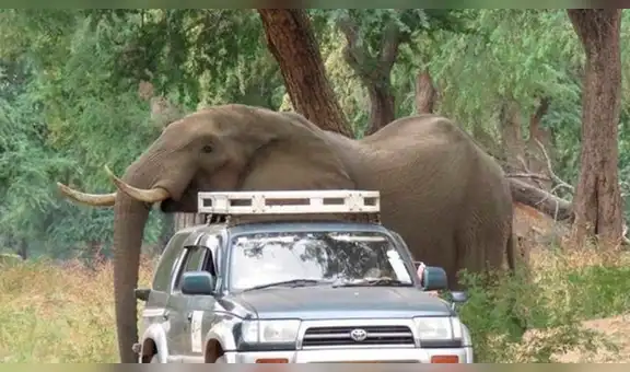 Facebook viral: elefante pide ayuda para que salven su vida tras recibir un disparo en la cabeza [VIDEO]