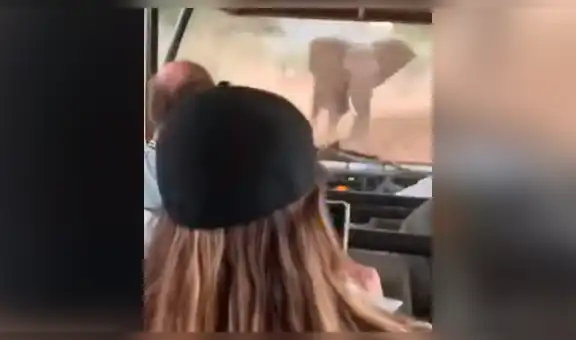 Furioso elefante embiste brutalmente a aterrados turistas que realizan lo inesperado por salvarse [VIDEO]