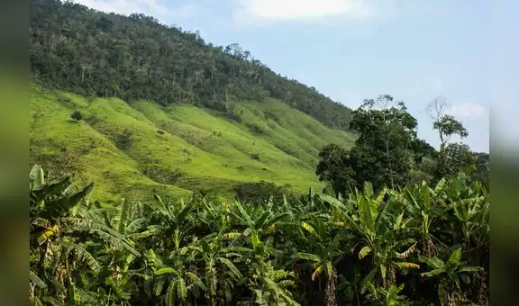 Minagri: la próxima semana se aprobará reglamento de adecuación de tierras