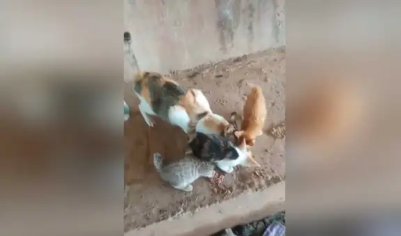 Gatita y sus bebés reciben alimento tras pasar varios días sin comer [VIDEO]
