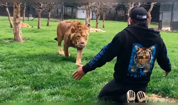Facebook viral: conmovedor momento en que león se reencuentra con su cuidador y depredador se vuelve mansito