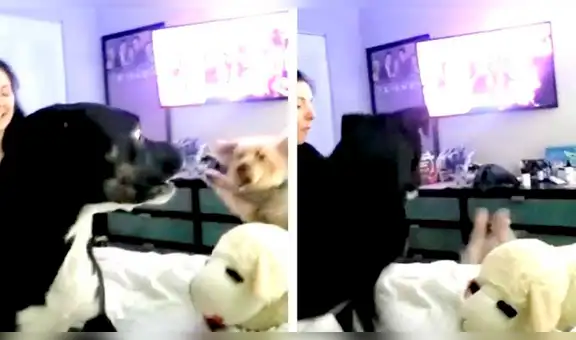 Perro no soporta que su ‘amigo’ suba a la cama de su dueña y tiene enfurecida reacción [VIDEO] 