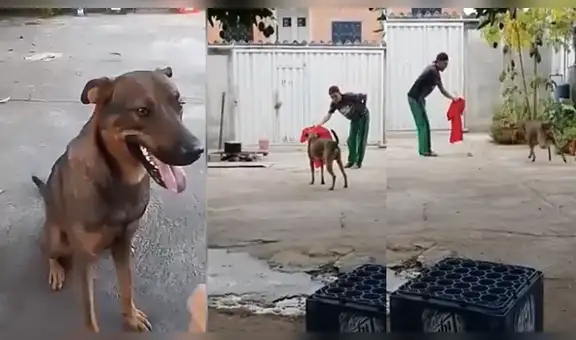 Joven juega a las ‘corridas de toro’ con su perro y hacen reír a miles [VIDEO]