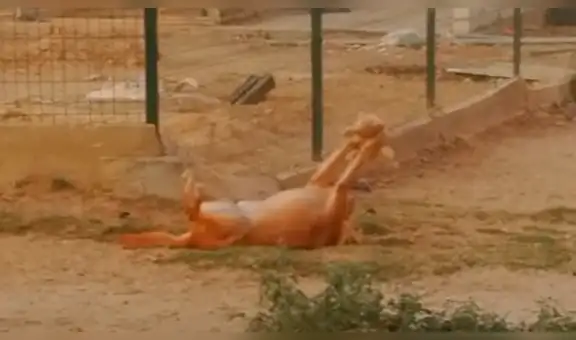 Facebook viral: piensa que perro pelea con peligroso animal en refugio, se acerca y descubre la verdad [VIDEO]