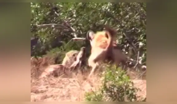 Feroz leopardo ataca a su presa, sin imaginar que una hambrienta hiena lo atacaría a traición [VIDEO] 