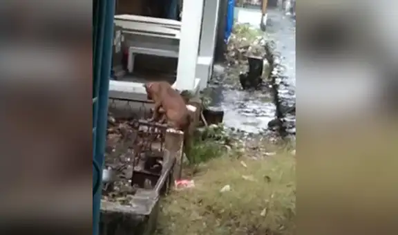 Perro se niega a abandonar la tumba de su dueño fallecido hace meses [VIDEO]