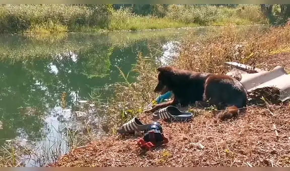 Perro se queda en la orilla de laguna donde se ahogó su dueño esperando su regreso [VIDEO]