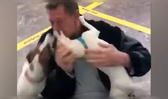 Cachorros estallan de emoción al ver llegar a su dueño y lo reciben entre ‘besos y abrazos’ [VIDEO] 